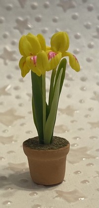 Yellow and Pink Iris in Terra Cotta FP-PFP