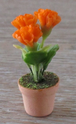 Orange Primula- in Terra Cotta FP-PFP
