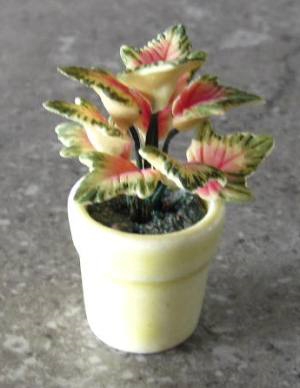 Begonia in Cream Pot FP-PFP