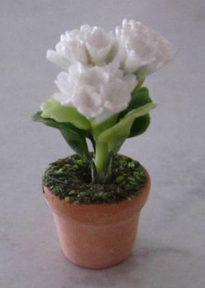 White Primula- in Terra Cotta FP-PFP
