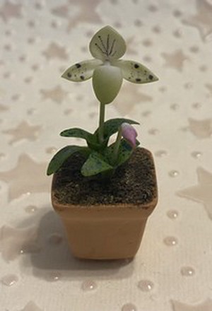 White Orchid in Terra Cotta FP-PFP